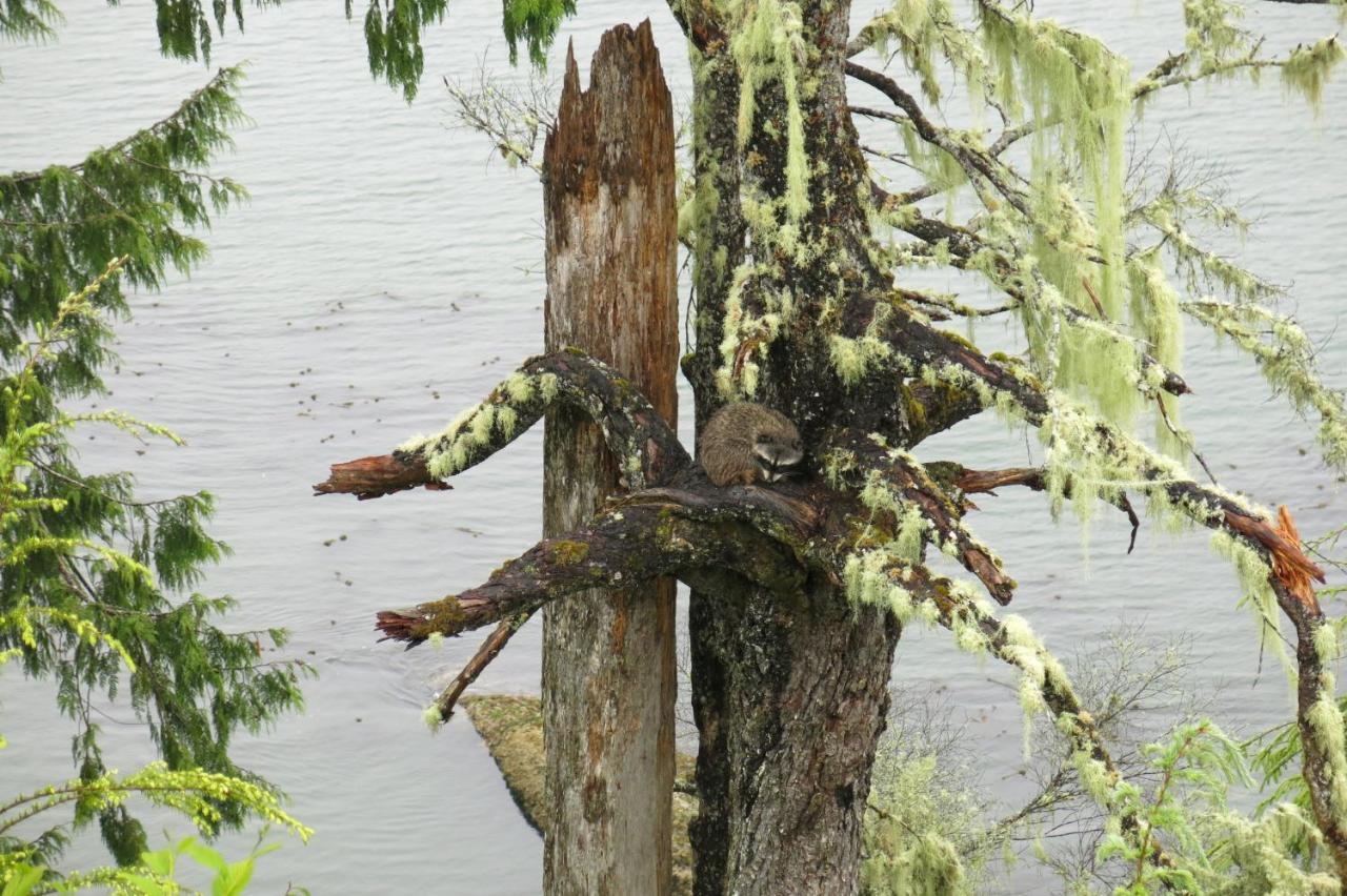 Villa A Shack In The Woods Port Renfrew Esterno foto