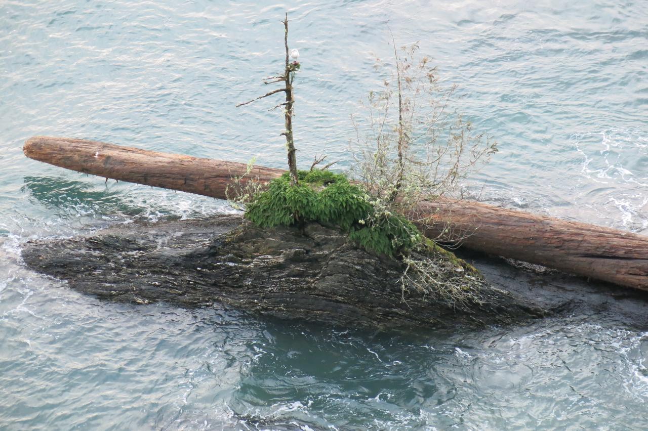 Villa A Shack In The Woods Port Renfrew Esterno foto