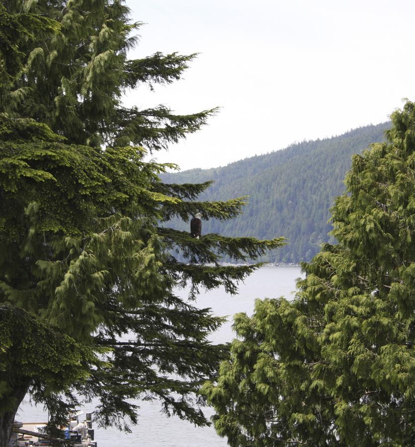 Villa A Shack In The Woods Port Renfrew Esterno foto
