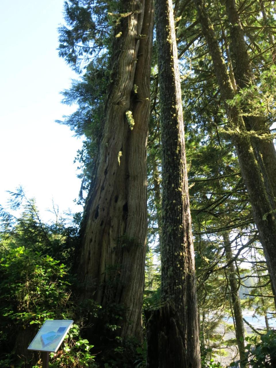 Villa A Shack In The Woods Port Renfrew Esterno foto